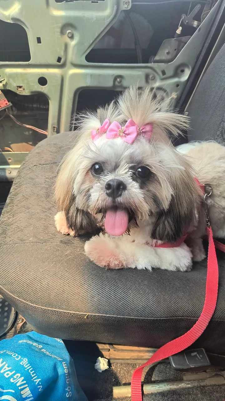 Shih Tzu macho- Adorável e Carinhoso