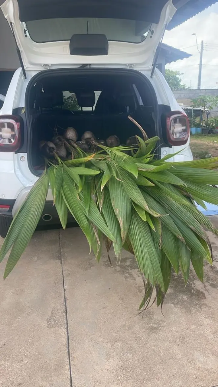 Chegaram hoje, lindas mudas de coco anao, na hora de plantar.