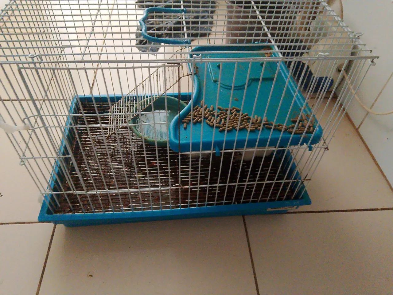 Porquinho da índia (fêmea) mansinha  - Foto 4