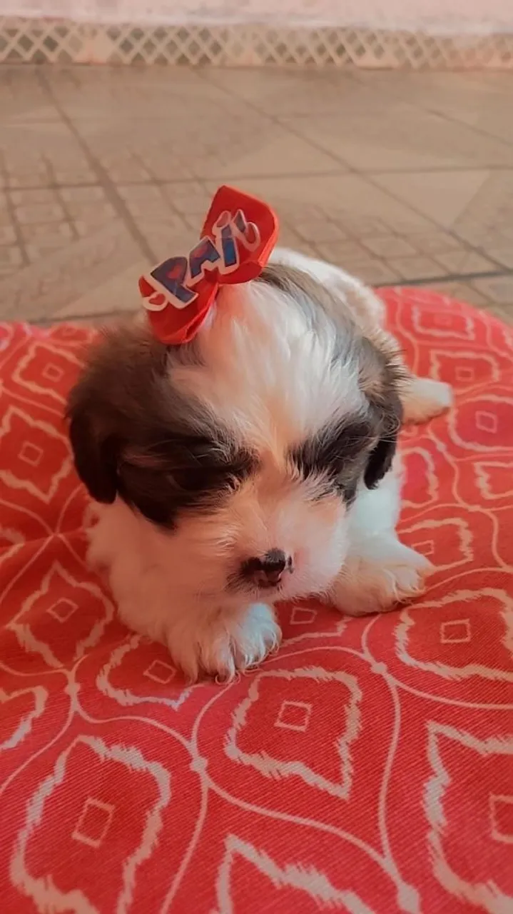 Filhote Lhasa apson fêmea com lacinho - Para adoção!