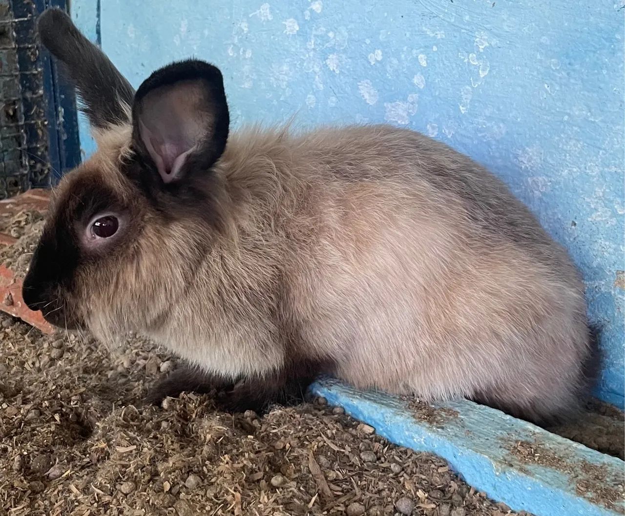 Lindos filhotes de coelhos 