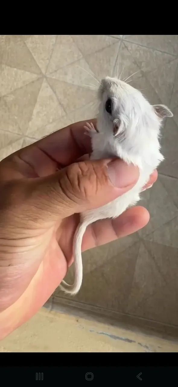 Gerbil64842118039298120