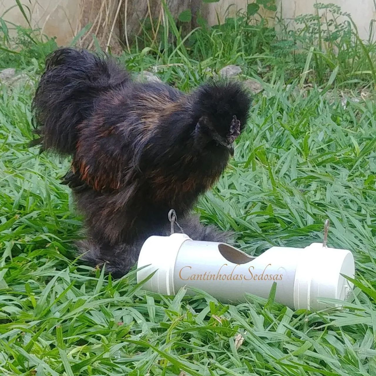 Galos da raça Sedosa - Foto 6