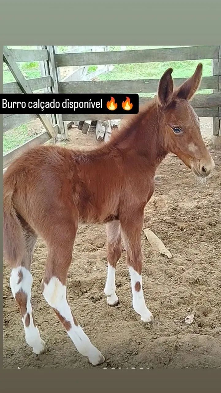 Burro calçado disponível 