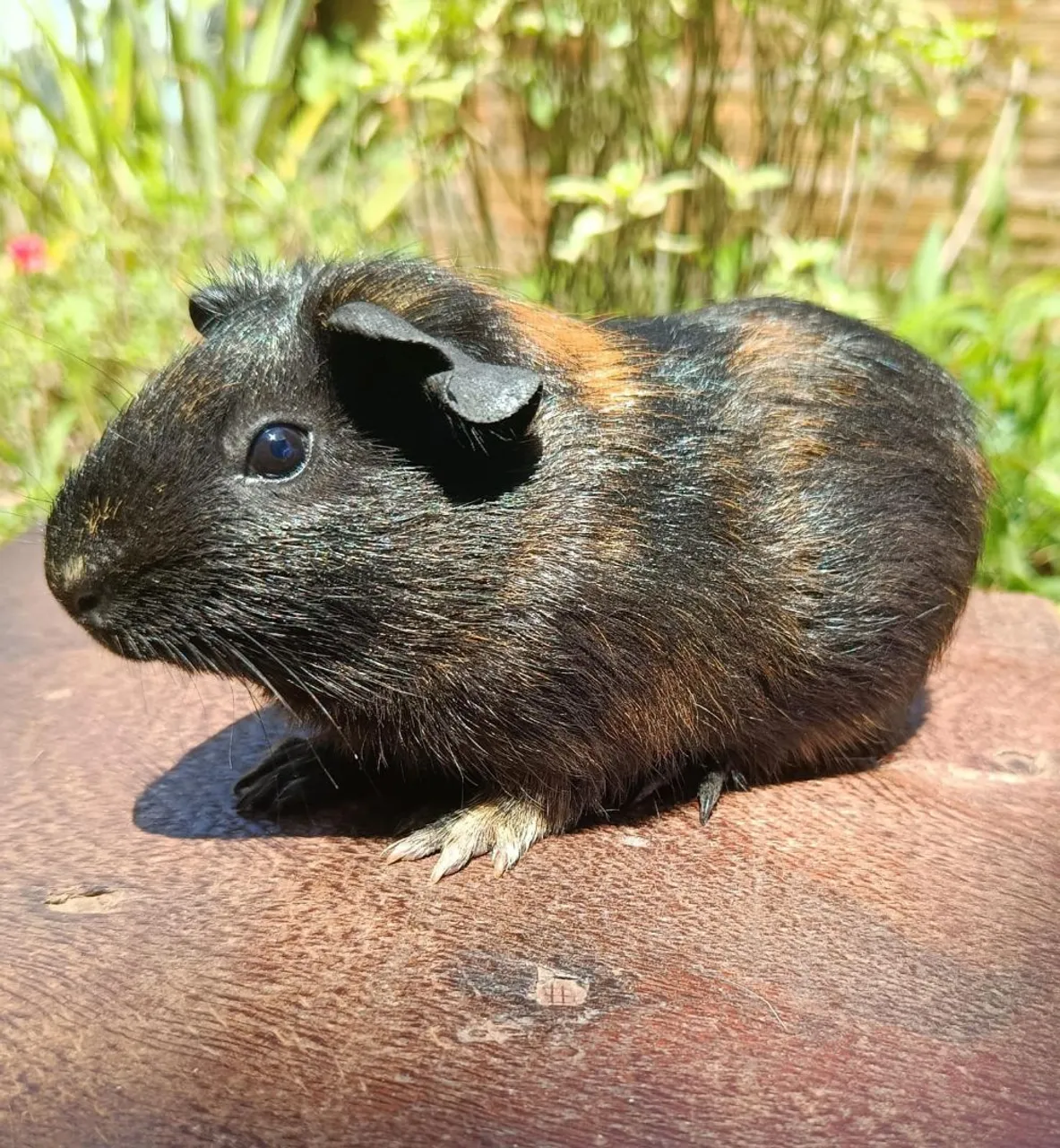 Porquinho da índia macho - 4 meses