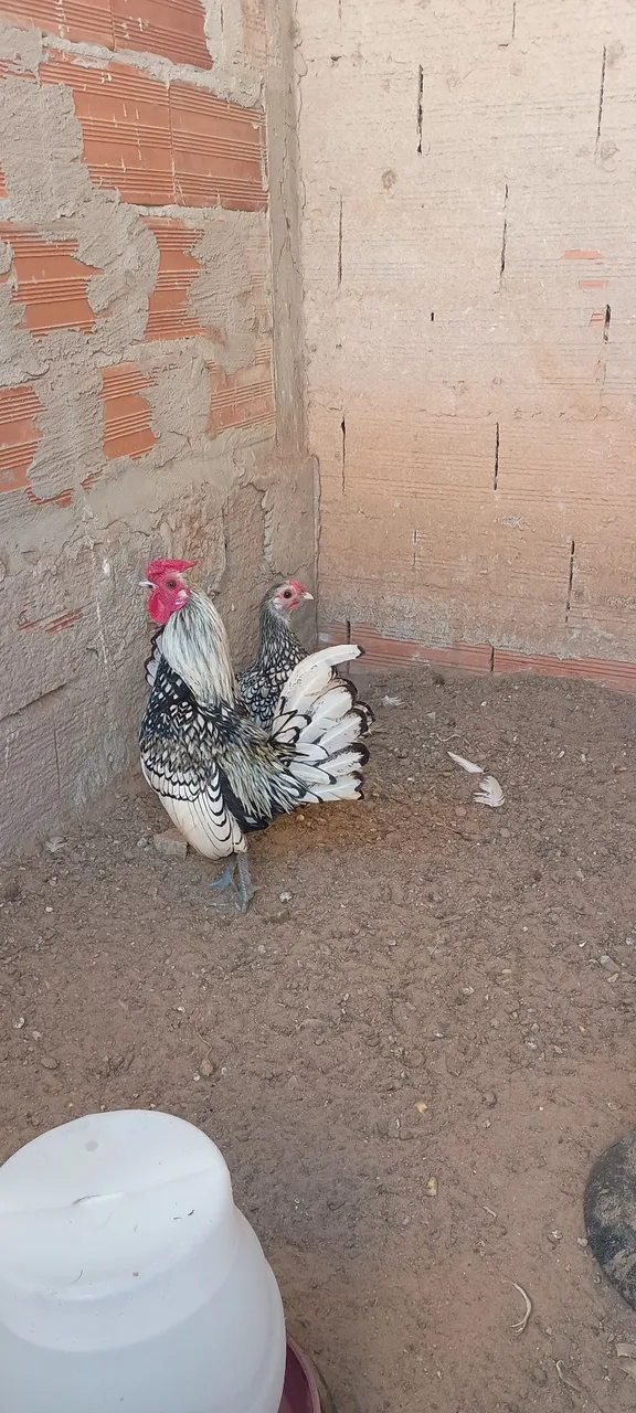 Casal de galinhas sebrigth prata