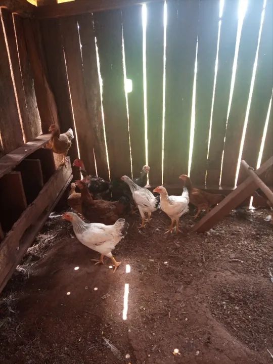 Frangas e frangos  - Foto 3