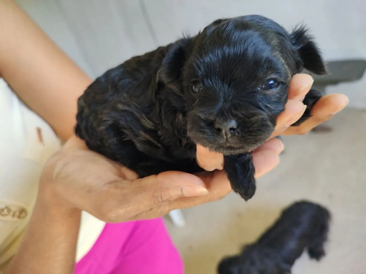 Filhote Schnauzer femea - Pelagem Negra