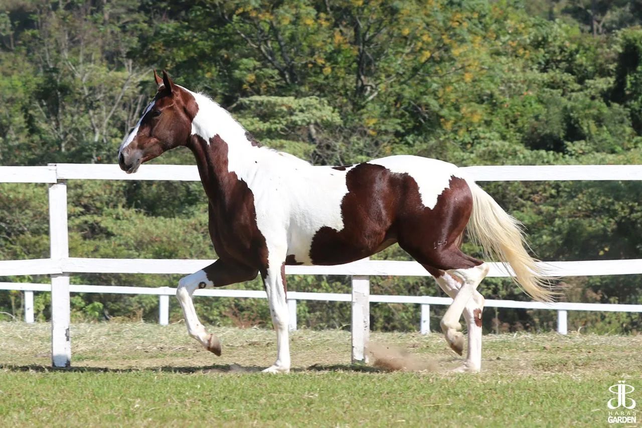 Égua MangaLarga  - Foto 6