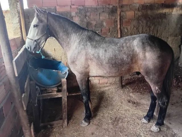 Potro manga larga  - Foto 6