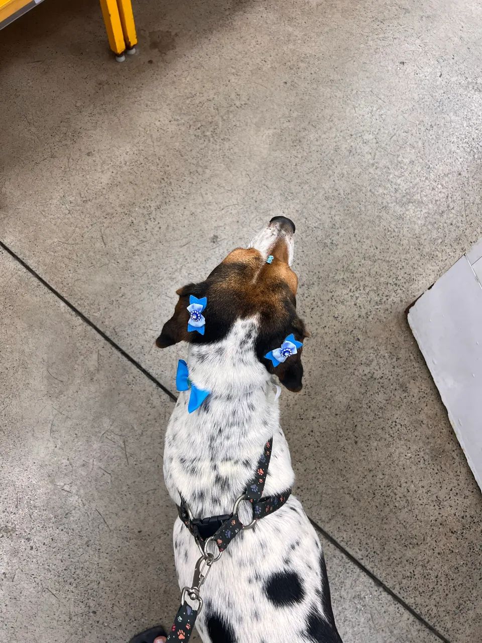 Pet sitter - cuidadora de animais - Foto 3