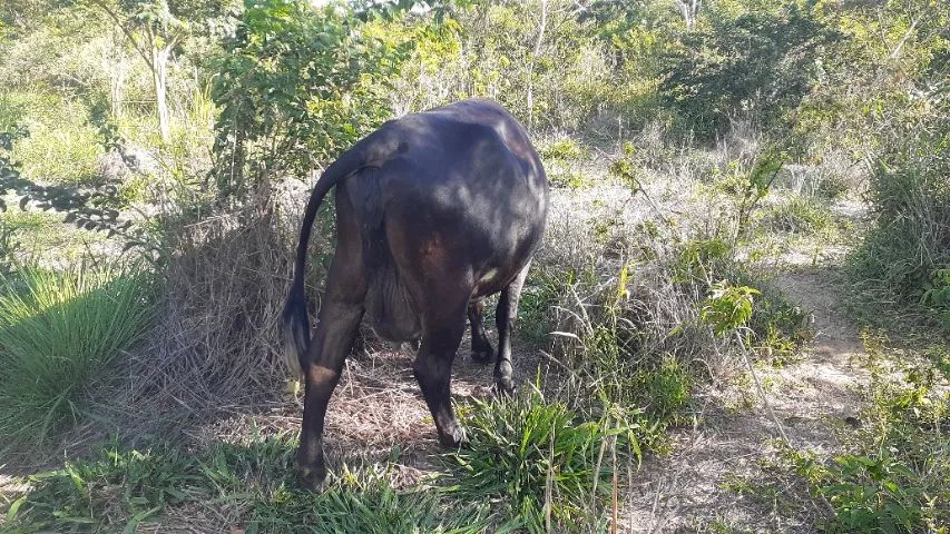 Vaca girolando ( Venda ou troca)