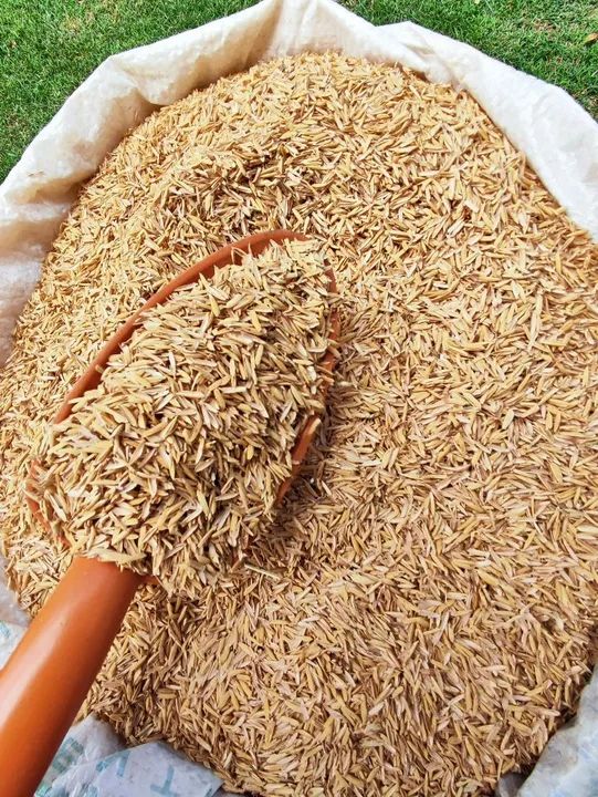 90 Litros Casca de Arroz in Natura para Cobertura de Solo - Foto 5