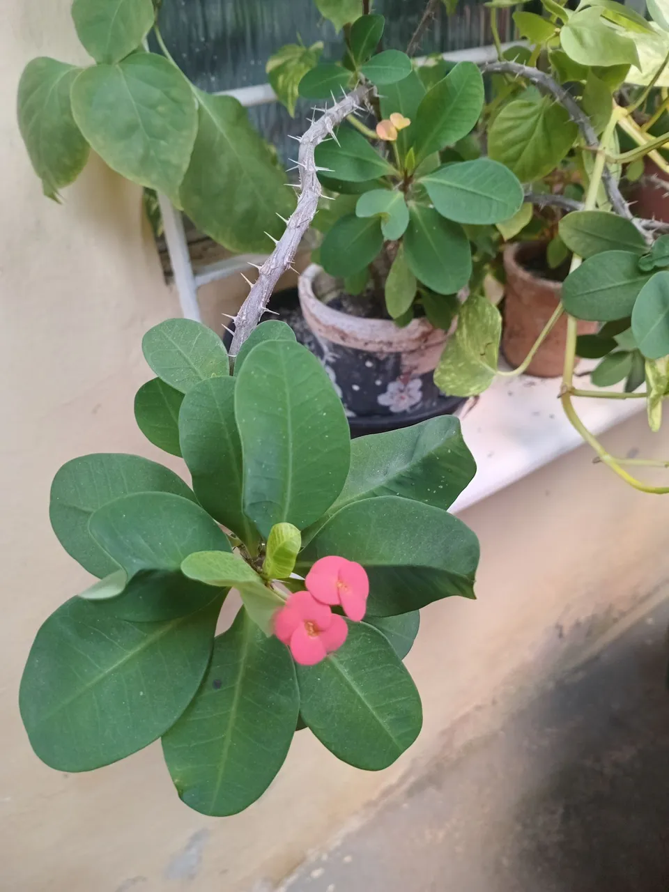 Muda de Planta com Flores Rosa