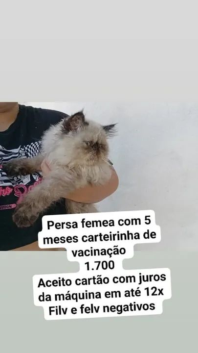 Persa femea com 5 meses