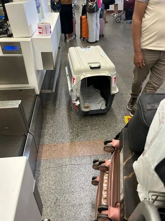 Caixa de Transporte para Cães Gomoov Cobasi - Foto 4