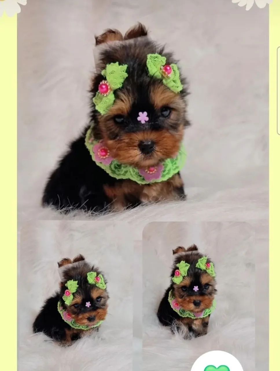 Lindas Fêmeas De Yorkshire Disponível!!