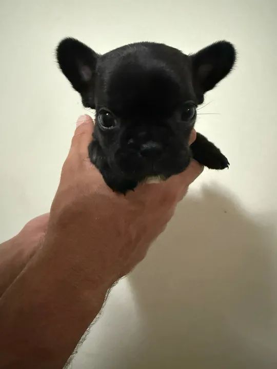 Filhotes Bulldog Francês - Lindos e Brincalhões - Foto 3