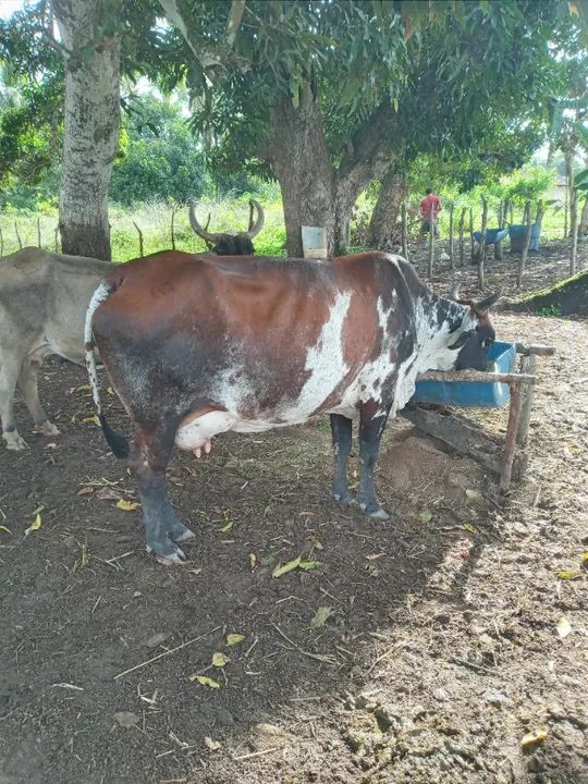 Vaca parida e novilha - Foto 4