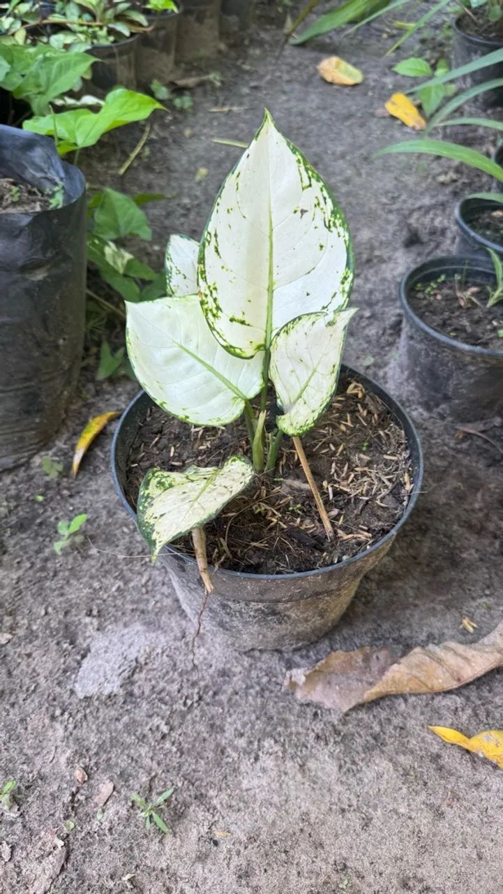Plantas - Foto 4