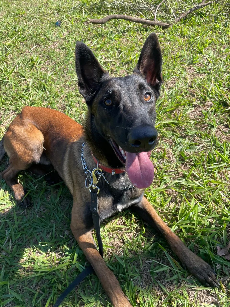 Pastor belga malinois  - Foto 2