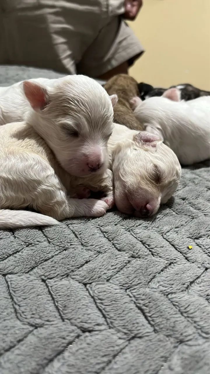 Cachorro  - Foto 4