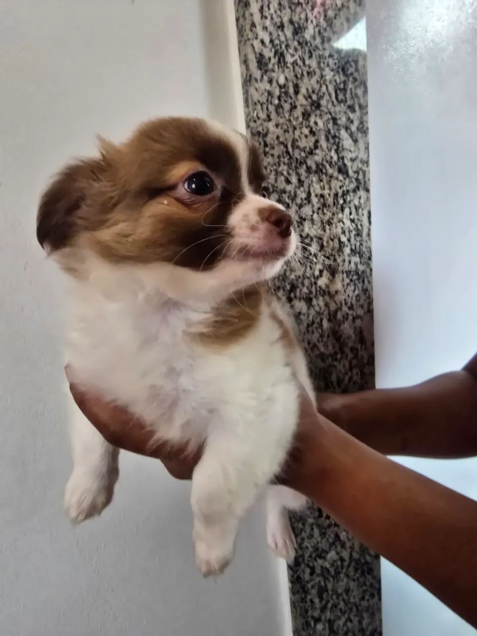 Chihuahua  macho  - Foto 4