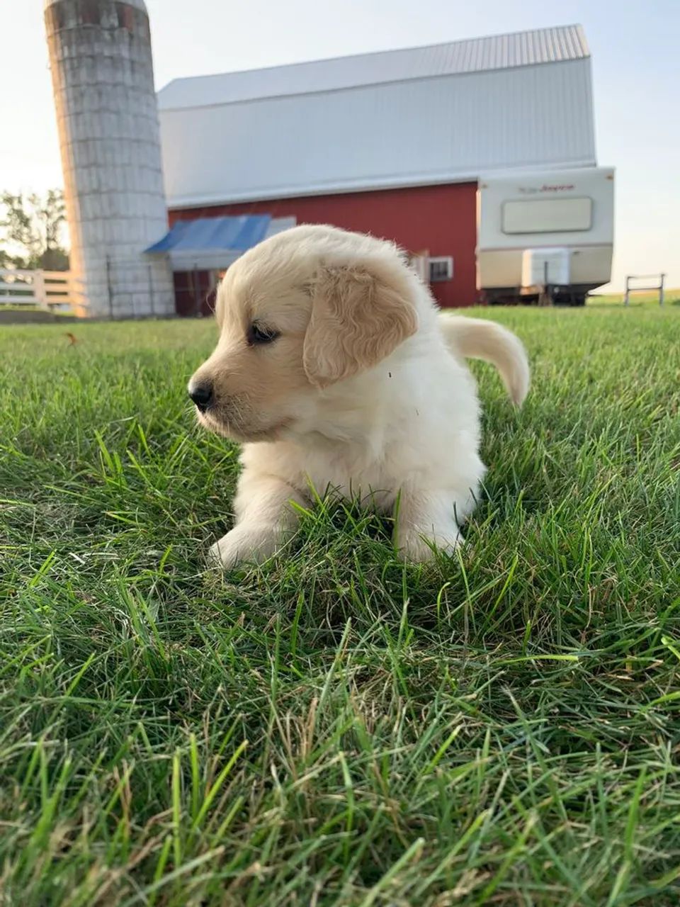 Golden Retriever 