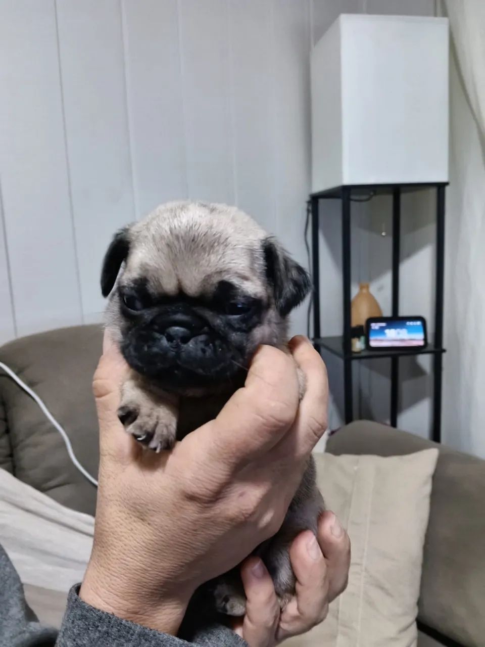 Filhotes de Pug  - Foto 4