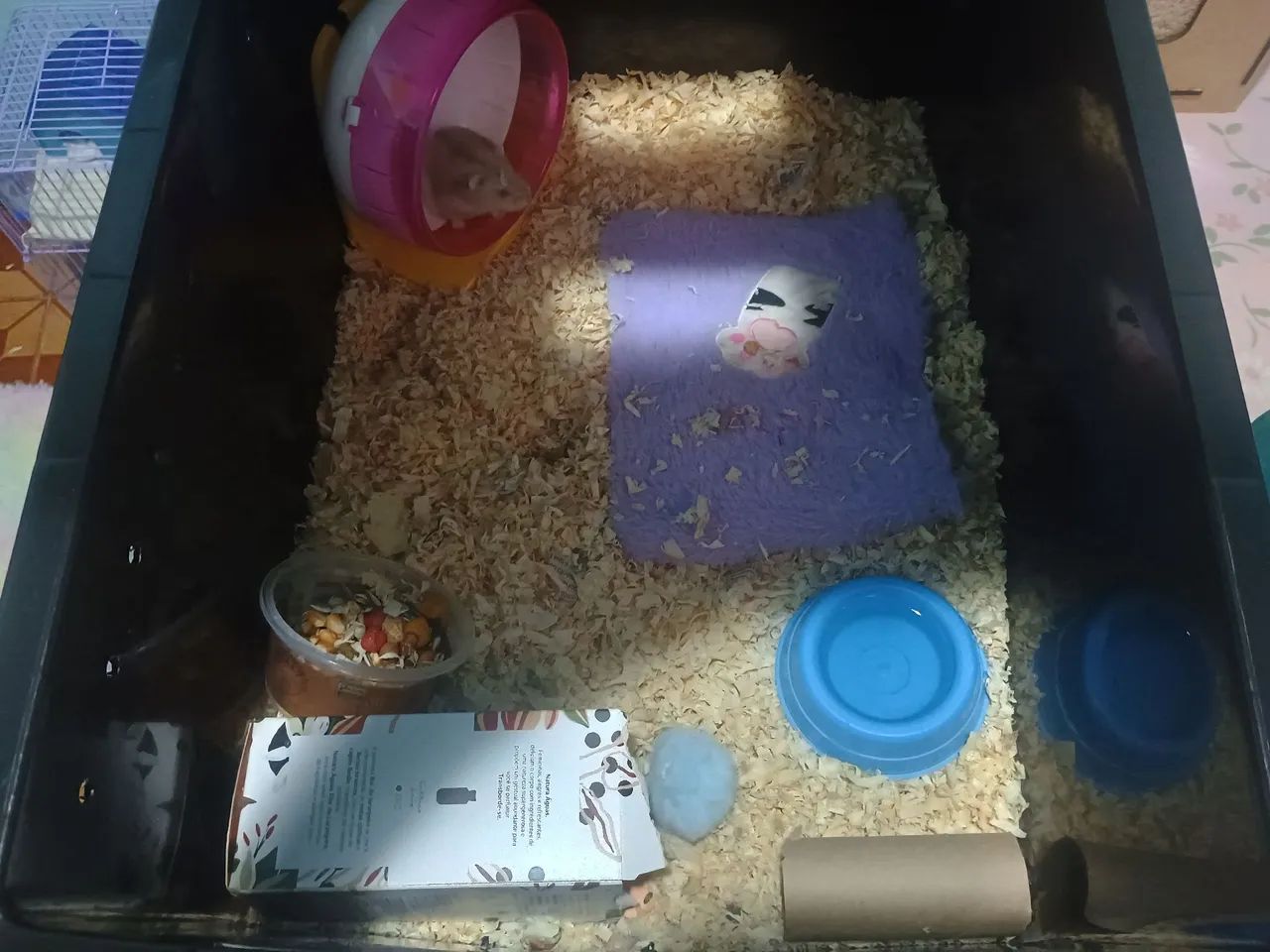 Hamster com caixa  - Foto 2