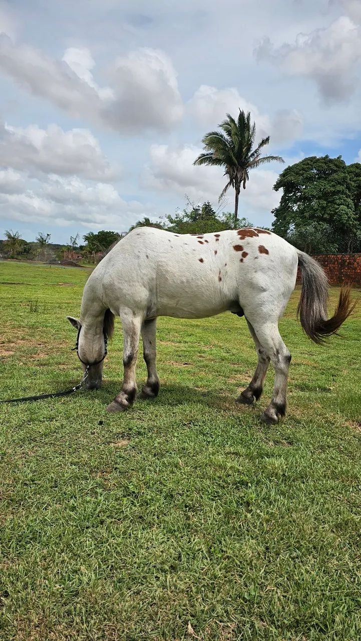 PÔNEY APPALOOSA À VENDA - PIPOCA - SÃO LUIS - SÃO JOSÉ DE RIBAMAR - MA - Foto 2
