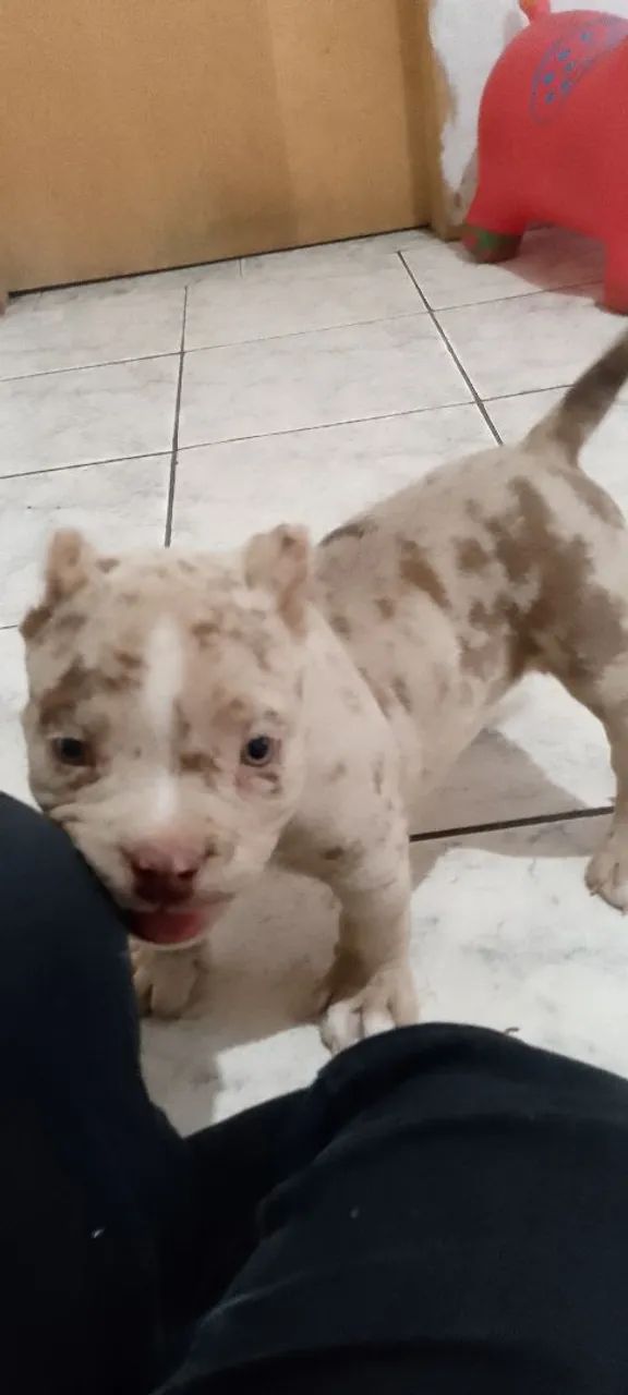 Cachorra fêmea  - Foto 2