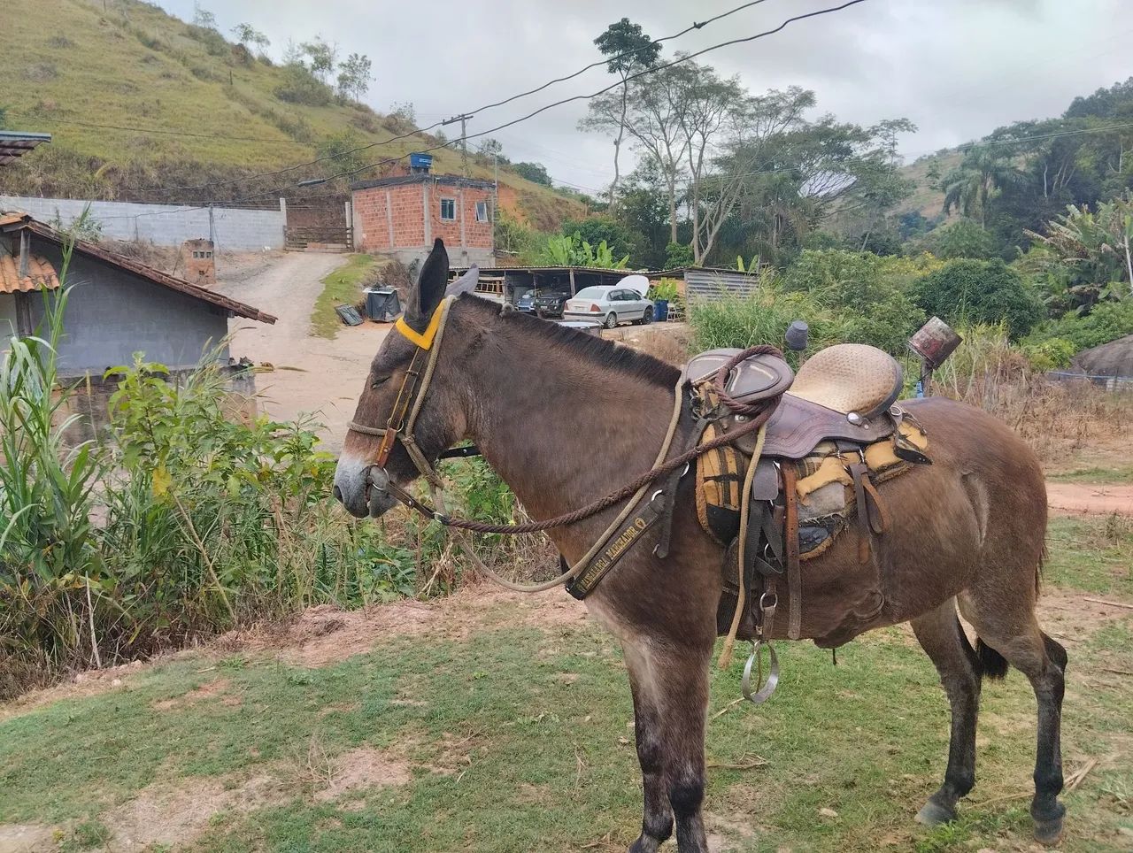 Vendo mula  - Foto 3