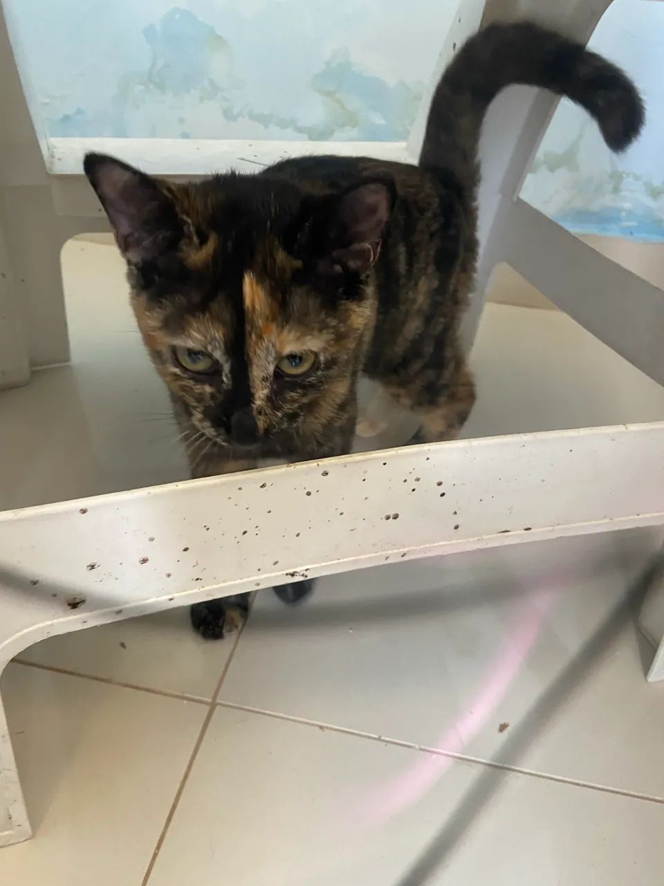 Gatinha