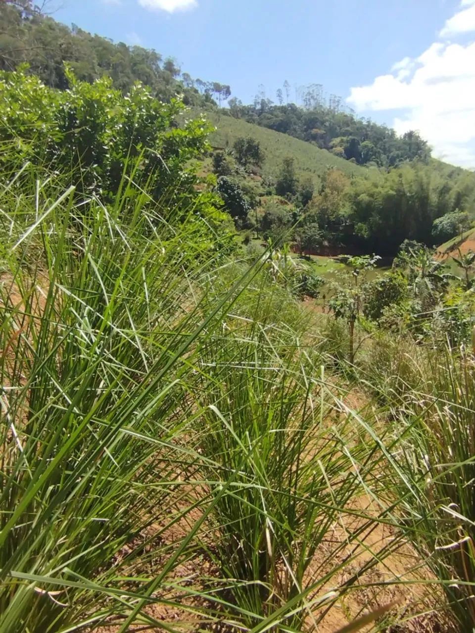 Mudas de vetiver  - Foto 4