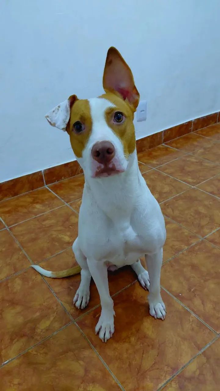 Adoção Responsável  - Foto 3
