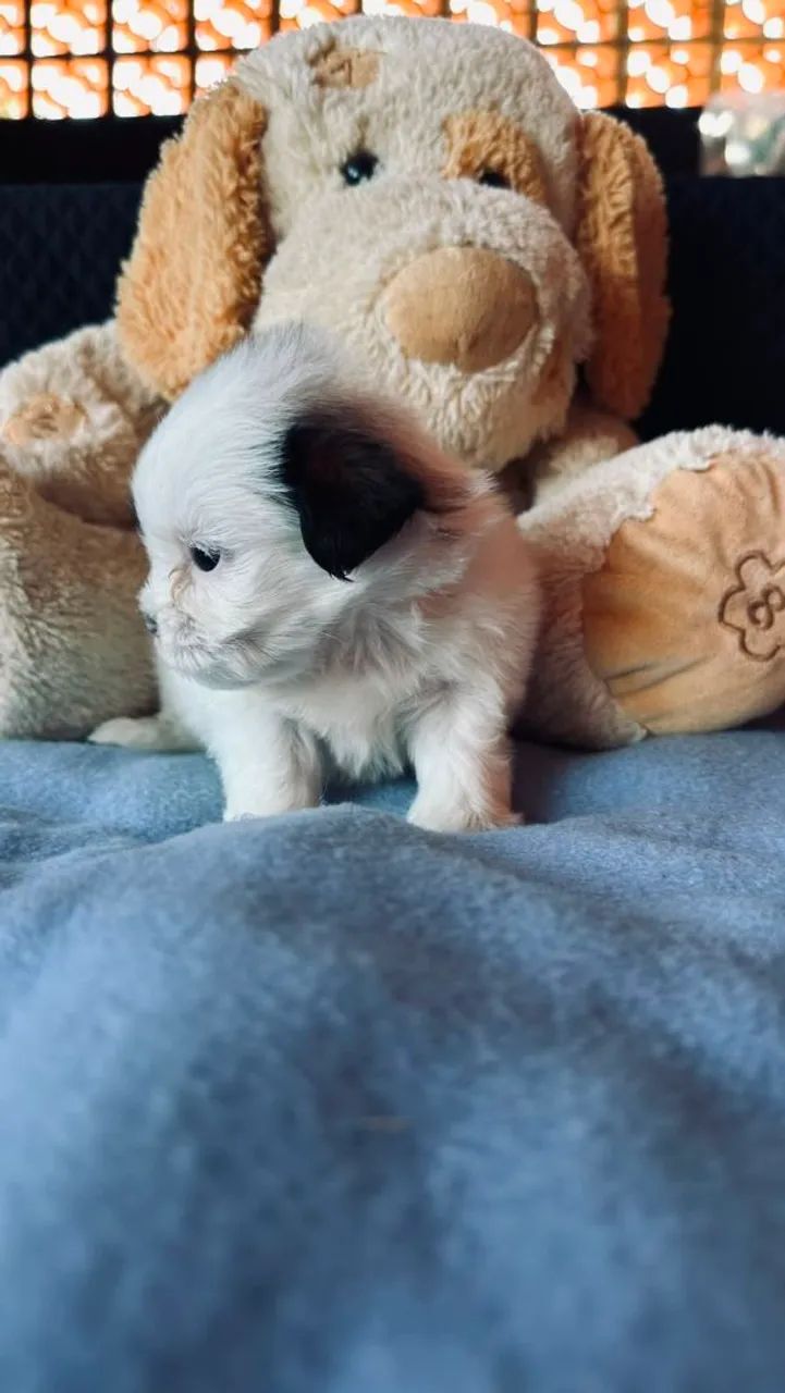 Filhotes de shihtzu micro - Foto 5