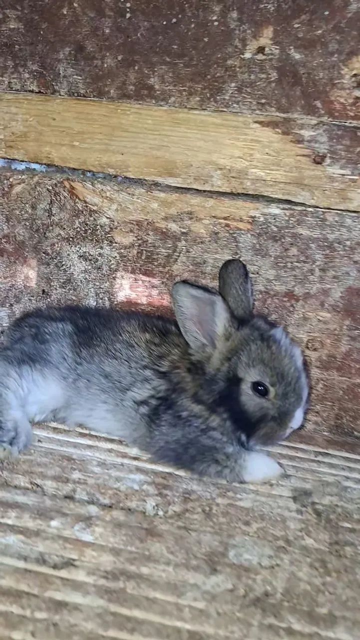 Coelhos Lion  - Foto 4