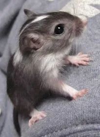 Hamster  - Foto 4