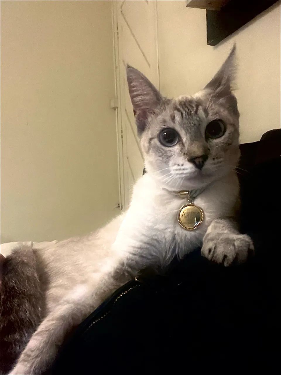 Gatinhos pra adoção responsável  - Foto 3