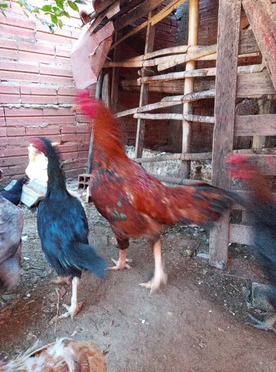 Frango caipira  - Foto 3