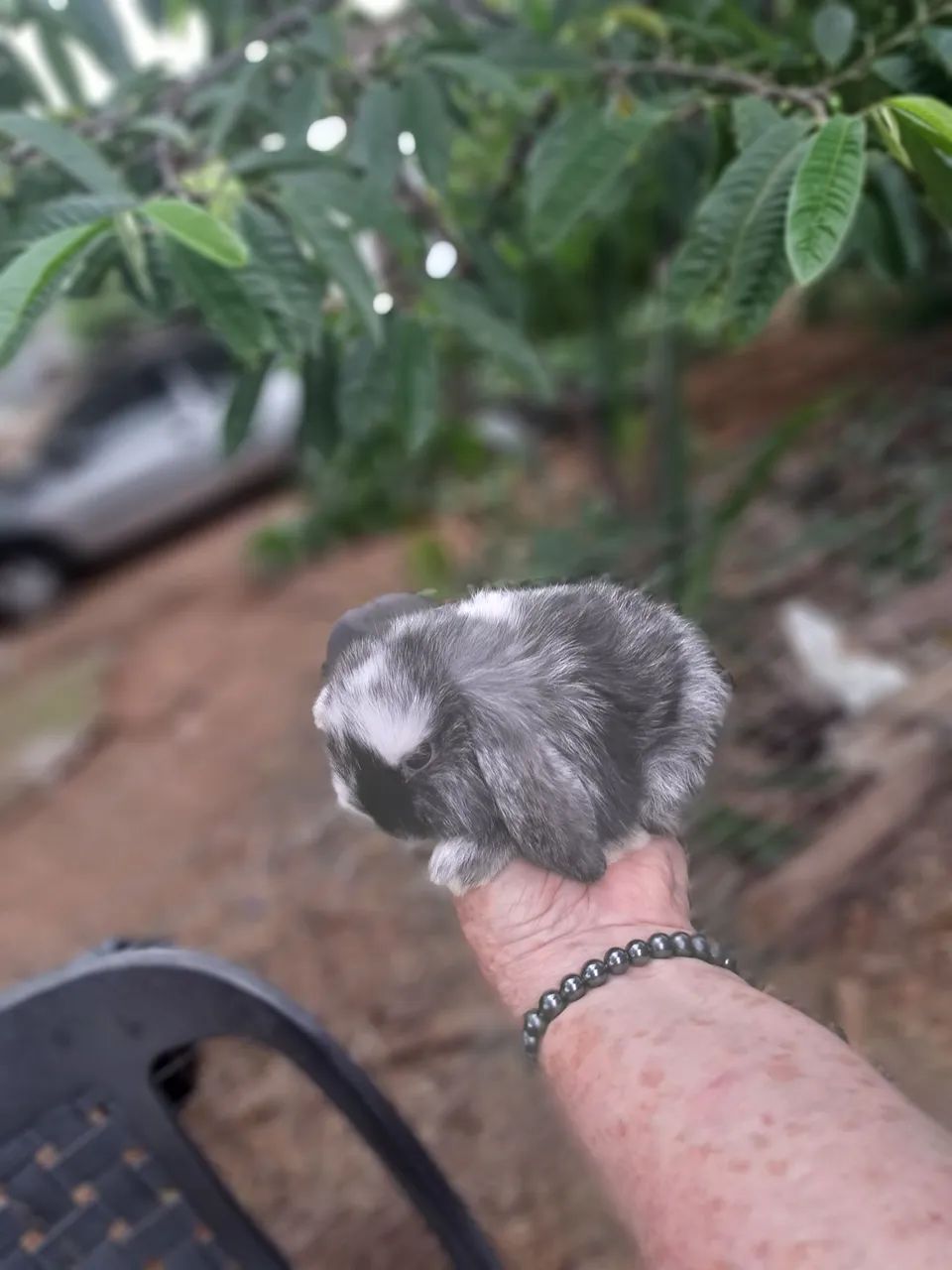 Vendo lindos filhotes de mine Lope uruguaio puros pais no local - Foto 2