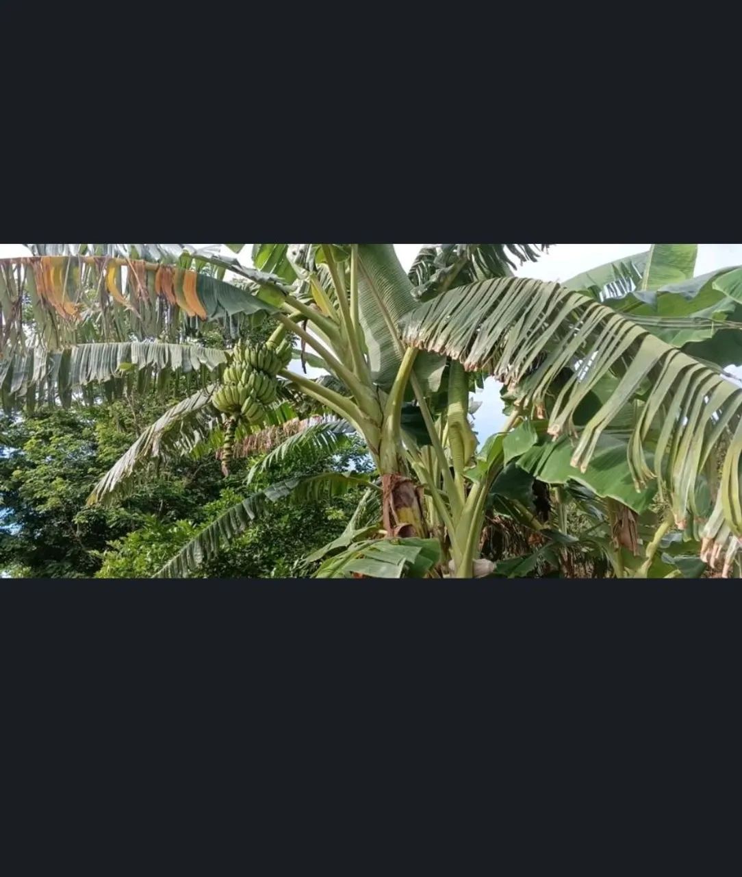 VENDO CHÁCARA EM POSSELANDIA  - Foto 3
