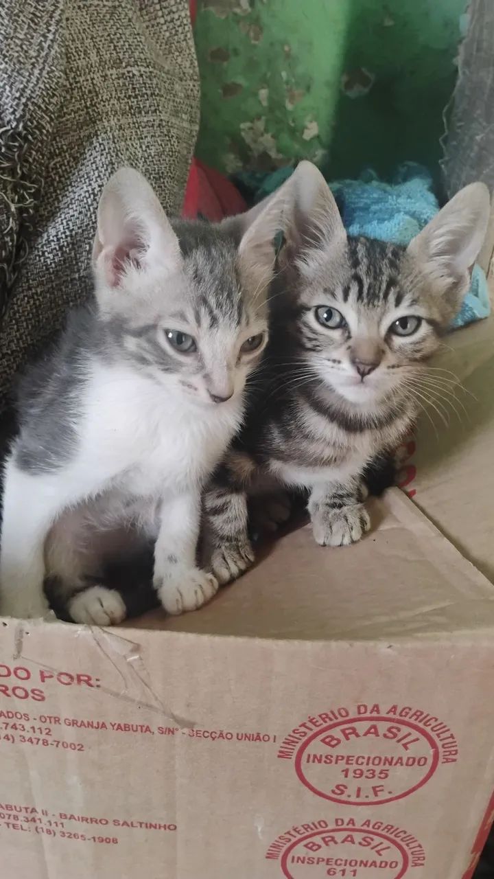 Gatos - Foto 2