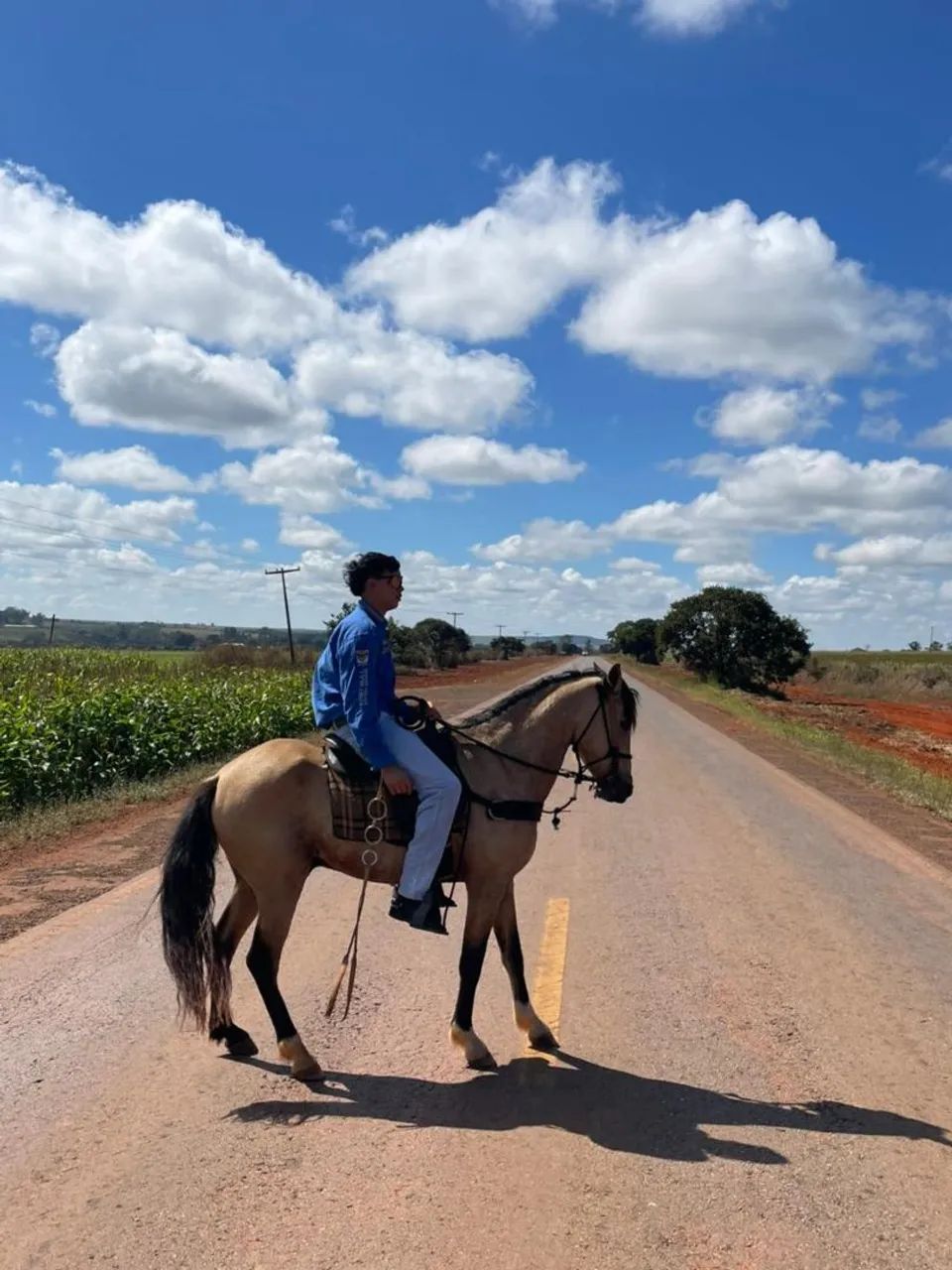 Cavalo  - Foto 5