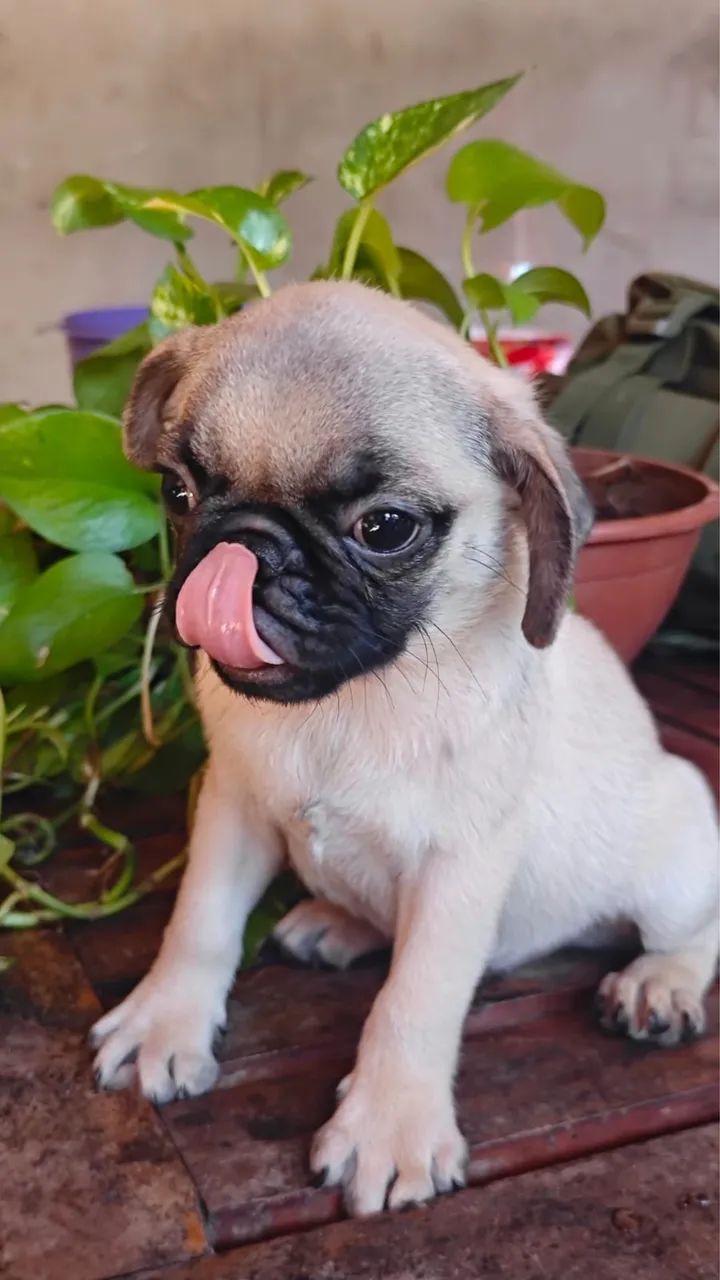 Filhotes de Pug - Foto 6