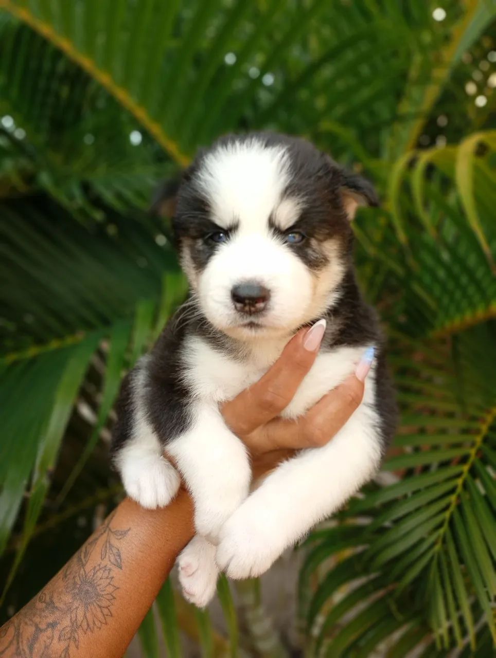Husky siberiano filhote  - Foto 4