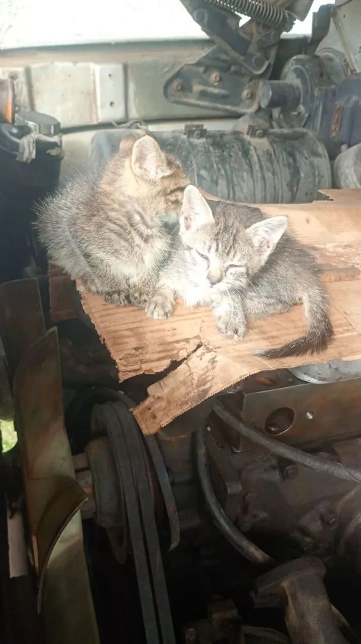 Gatos para adoção  - Foto 3