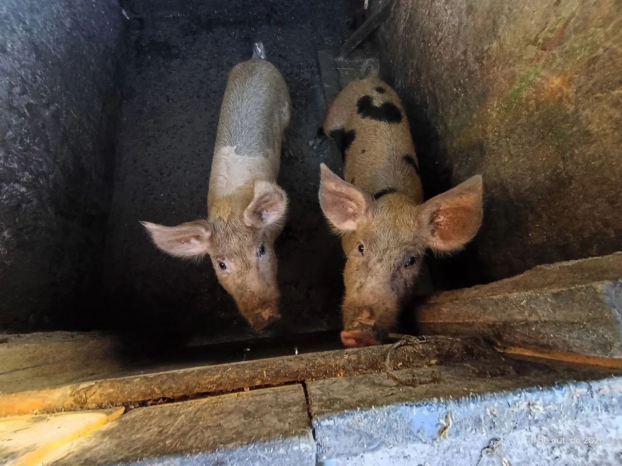 Casal porco - Foto 2
