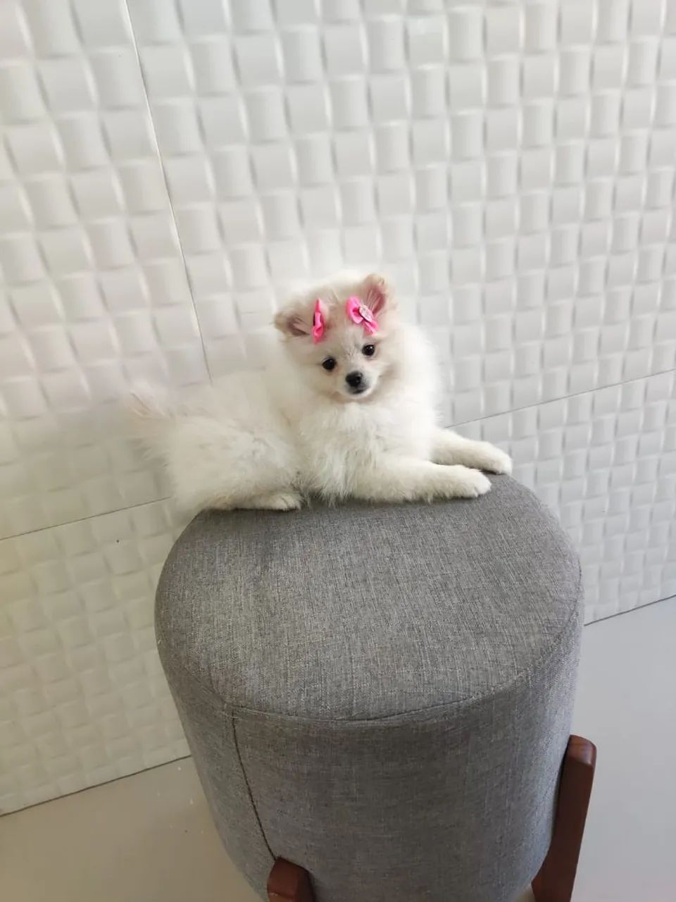 Spitz alemão  - Foto 2